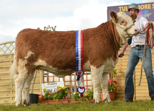 National Weanling Heifer Champion - Clonagh Crystal Klowna